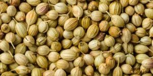 Coriander Seeds