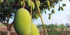 Fresh Dashehari Mango