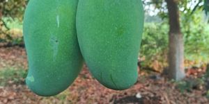 Fresh Amrapali Mango