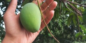 Fresh Chausa Mango