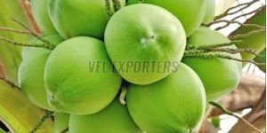 a Grade Tender Coconut