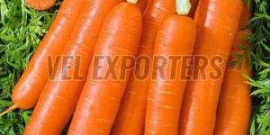 Fresh Orange Carrot