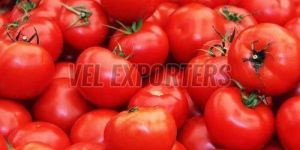 Fresh Red Tomato