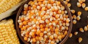 Corn Maize