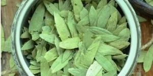 Green Senna Leaves