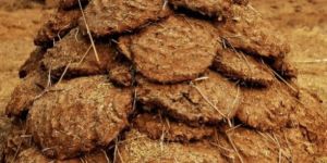 Cow Dung