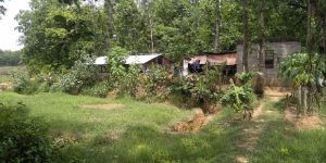 Agriculture Land Sale