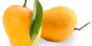 Fresh Alphonso Mango