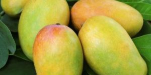 Fresh Gir Kesar Mango