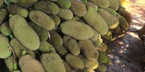 Jack Fruit