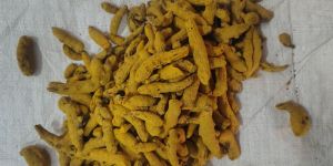 Kandhamal Turmeric