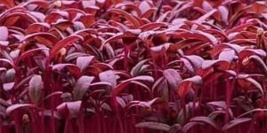 Amaranthus Red Microgreen