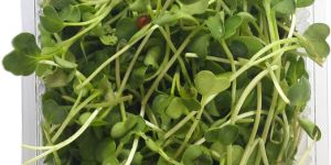 Green Radish Microgreen