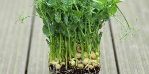 Pea Shoots Microgreen