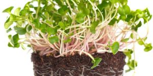 Purple Radish Microgreen
