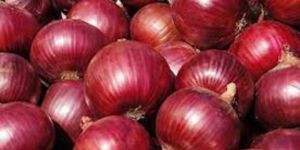 Fresh Red Onion