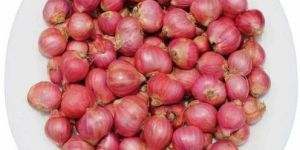 Fresh Shallot Onion