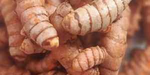 Raw Turmeric
