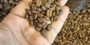 Green Coffee Beans