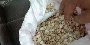 Kapoor Kachri