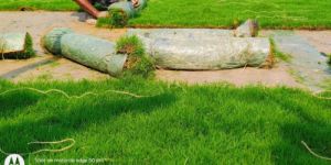 Selection Number 1 Grass Carpet