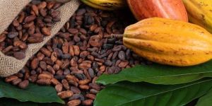 Traditional Cocoa Beans