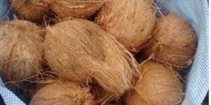 Semi Husked Coconuts