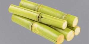 Fresh Sugarcane
