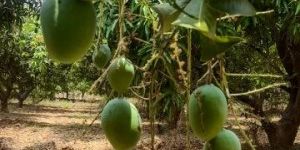 Alphonso Mangoes