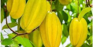 star fruit carambola