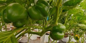 Fresh Green Capsicum