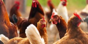 Poultry Feed Supplement