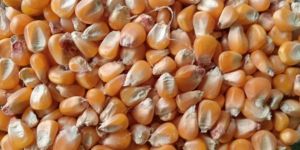 Animal Feed Yellow Maize Seeds