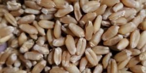 Grade 1 Wheat Grain