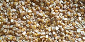 Grade 3 Yellow Maize Seeds