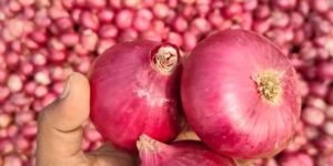 Red Onion