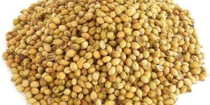 Coriander Seeds