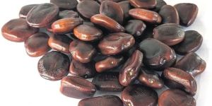 Tamarind Seed
