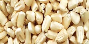 White Corn Seeds