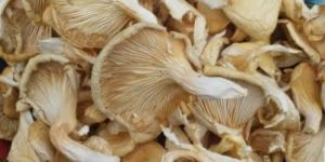 Dry Oyester Mushroom