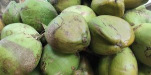 Coconut Water
