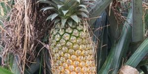 Fresh Pineapple
