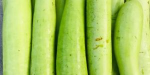 Fresh Light Green Bottle Gourd