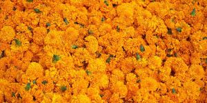 Fresh Marigold Flower
