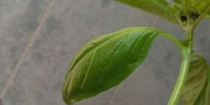 Basil Leaves