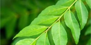 Curry Leaves