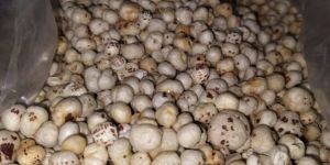 3 Sutta Phool Makhana