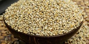 Hybrid Pearl Millet