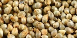 Indian Pearl Millet