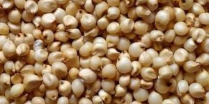 Sorghum Grain